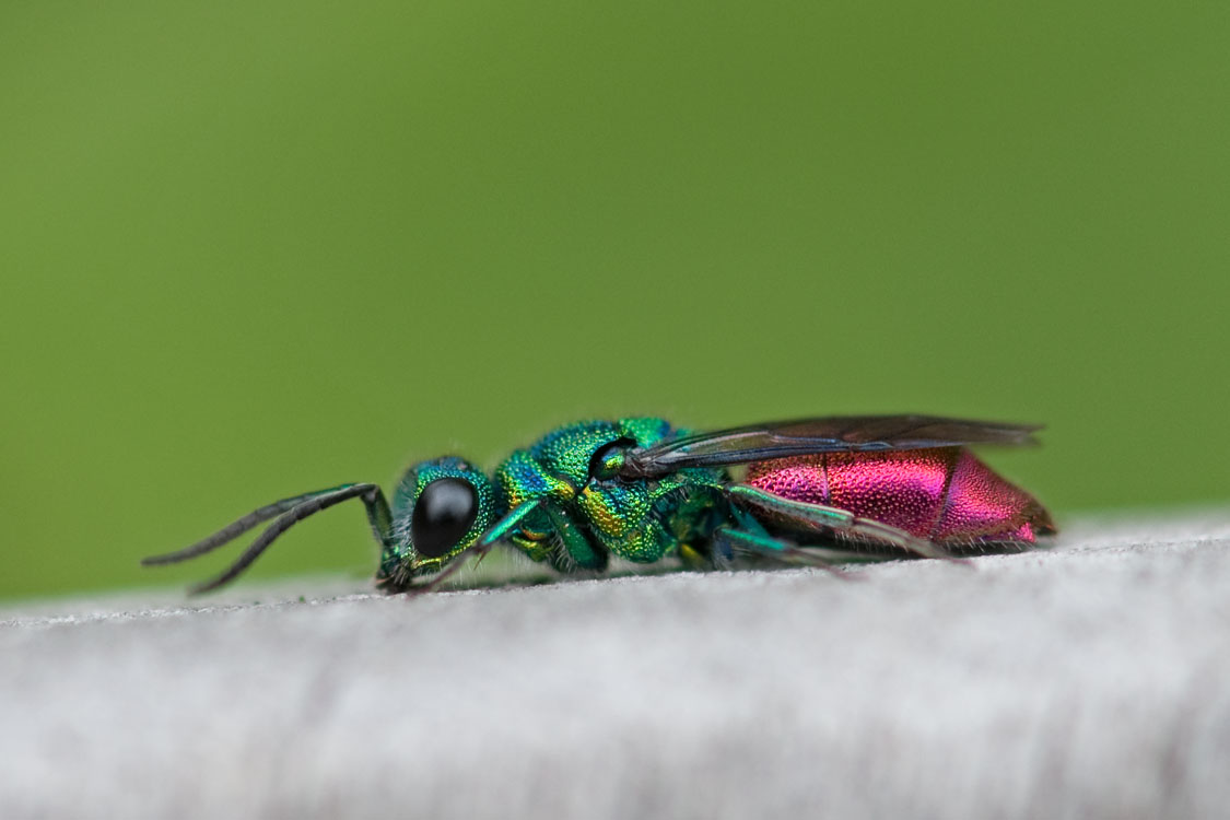 Chrysis ignita